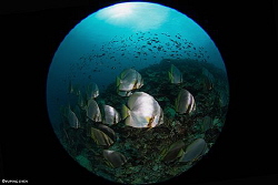 A School of Spadefish/Bunaken NP.Indonesia, Canon 5D Mark... by Yuping Chen 